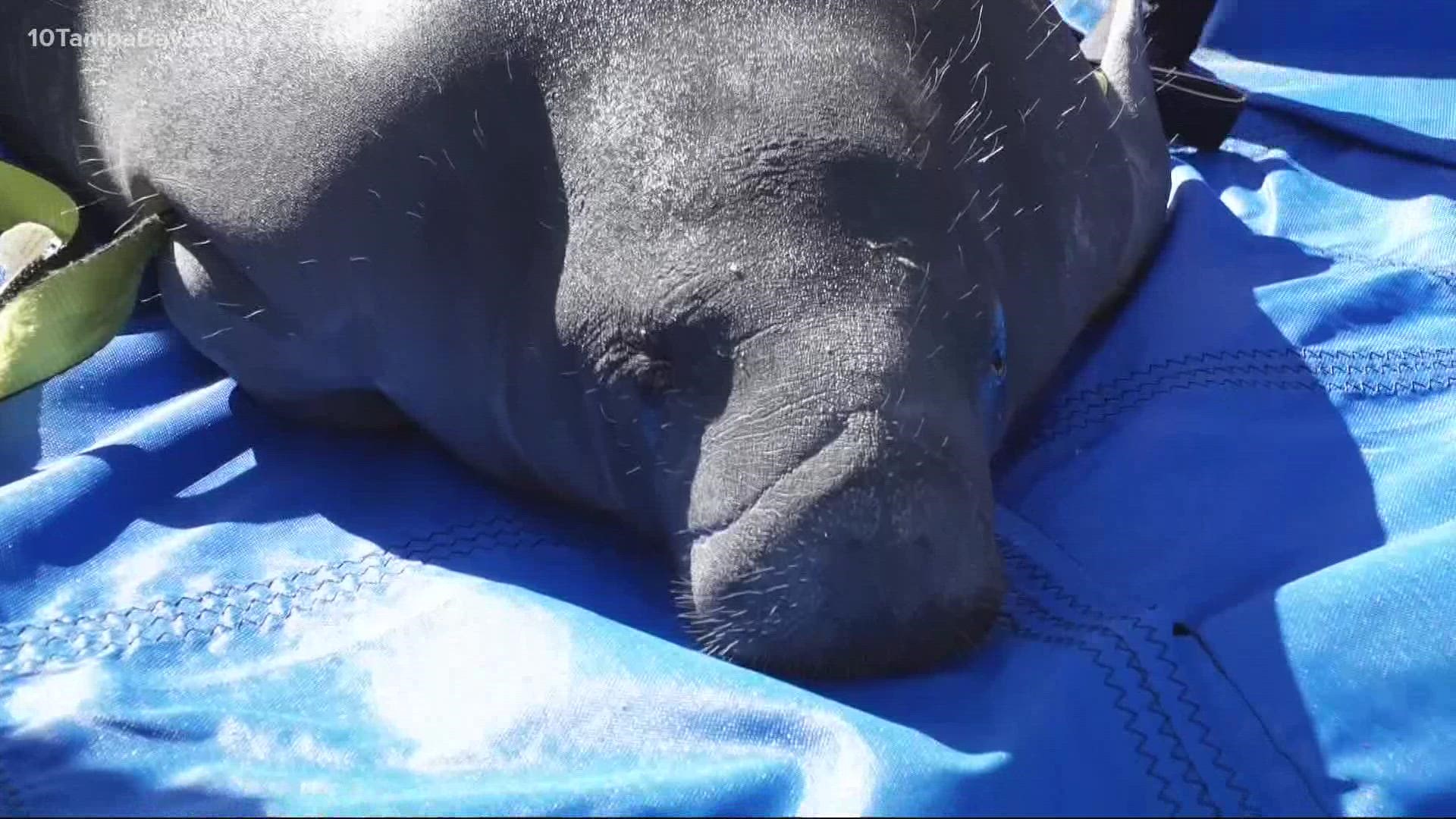 Chandler the manatee spent a year rehabbing at ZooTampa's David A. Straz Jr. Manatee Critical Care Center.