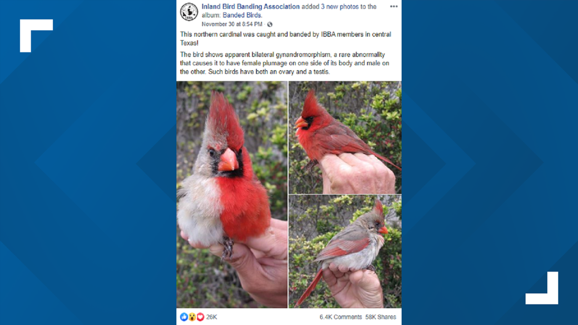 Yellow cardinal, a rare bird, spotted in Port St. Lucie, Florida