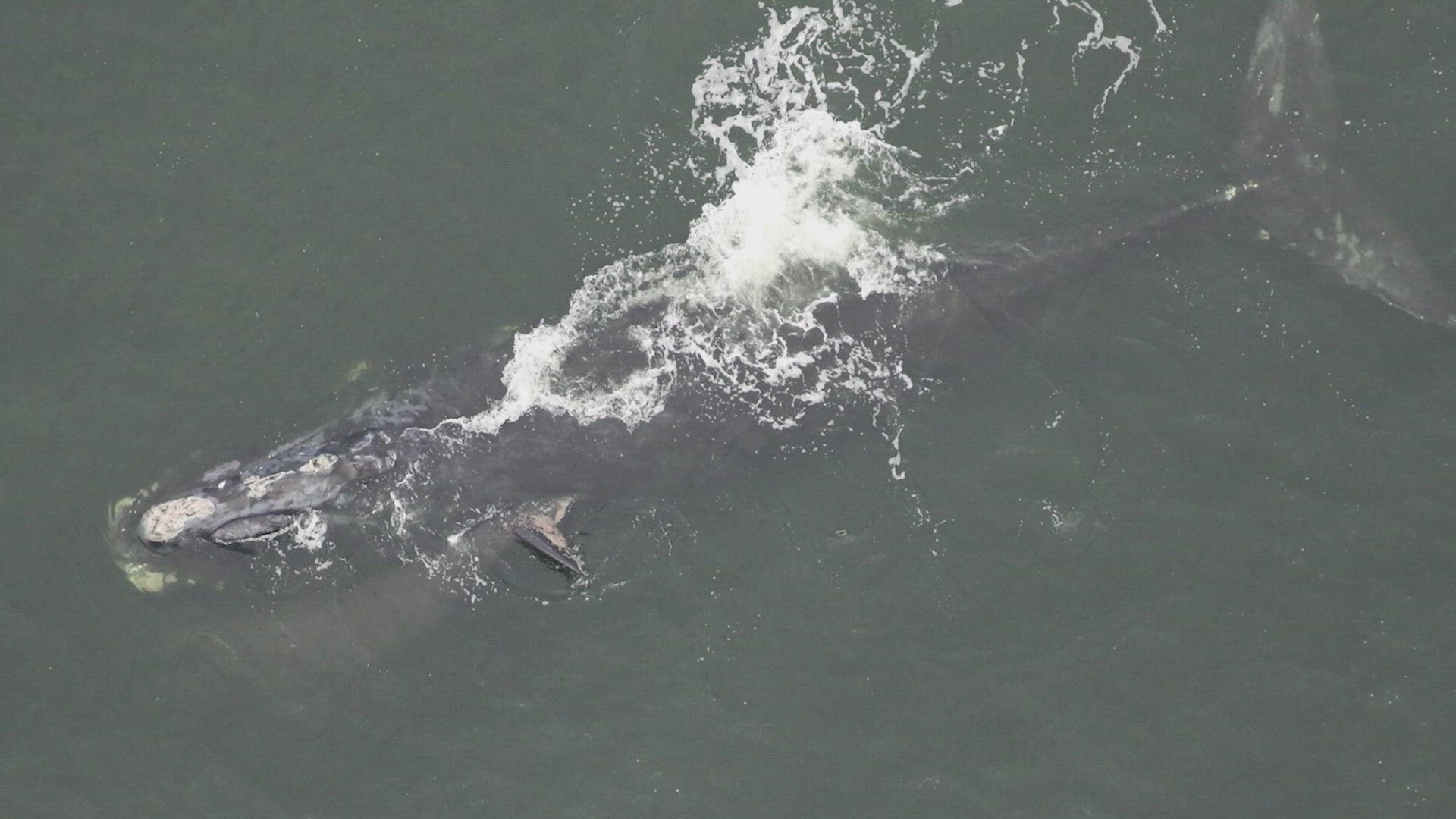 Right whales are among the world's most endangered large whales. They enter Georgia and Florida waters to give birth every year.