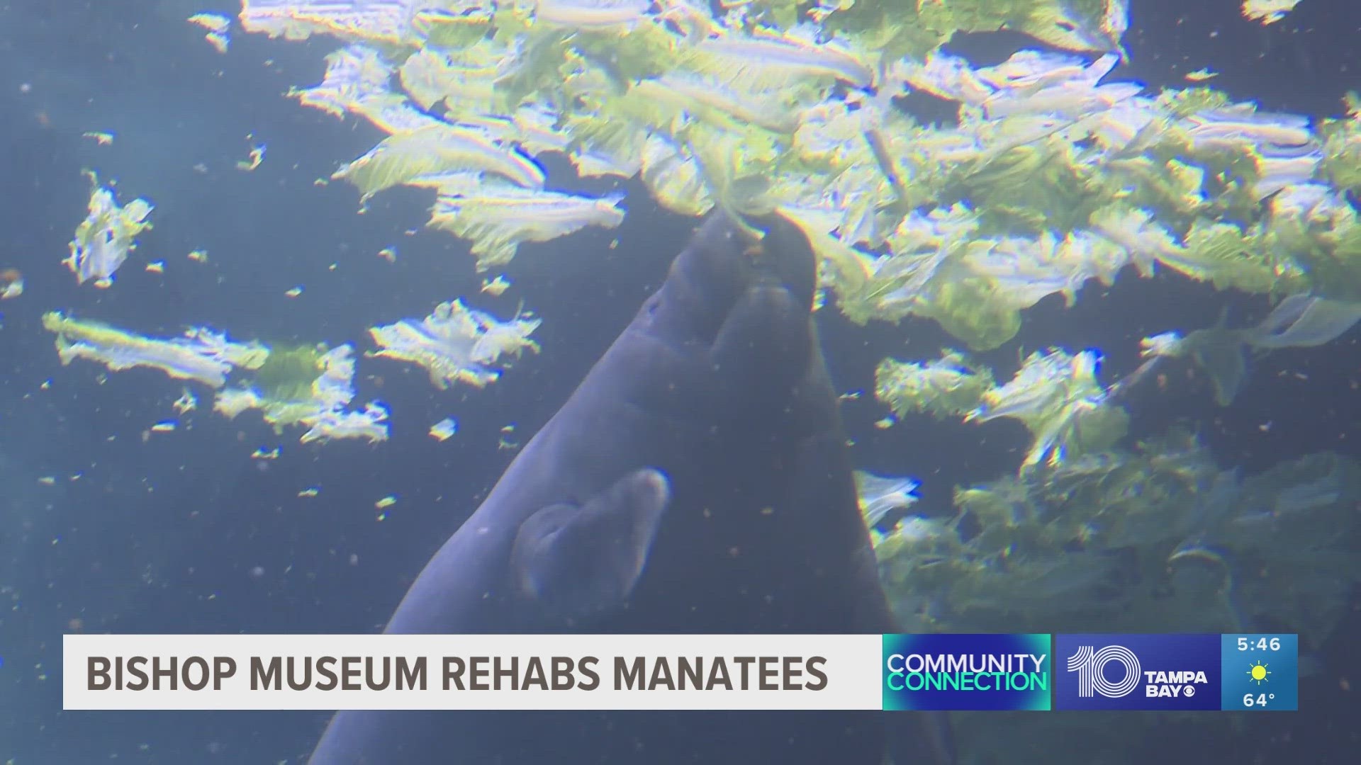 Two young manatees are staying at the Bishop Museum of Science and Nature in a 60,000-gallon habitat that resembles a spring.