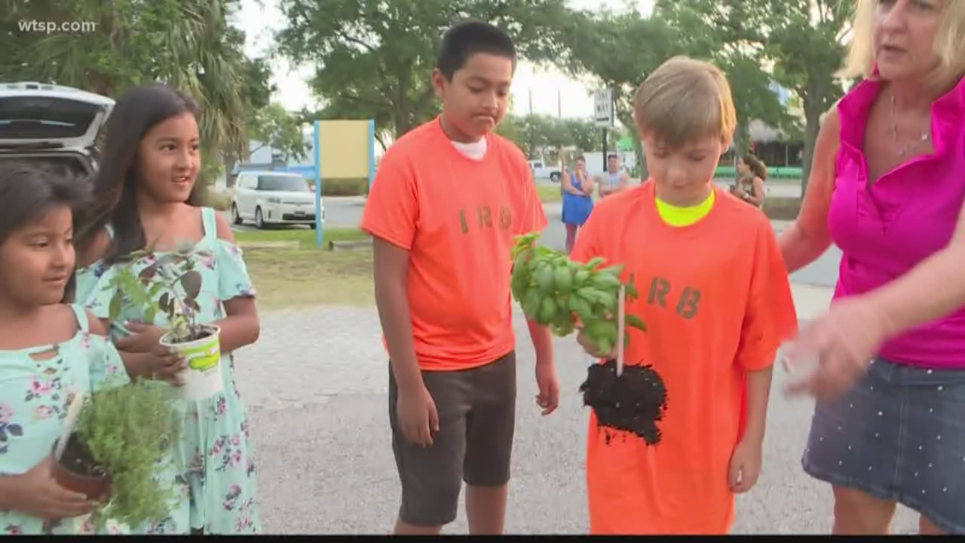 Indian Rocks Beach now has mini community gardens filled with free produce around their community. 

Mayor Cookie Kennedy said she didn’t need a land grant or funding to make this possible, just donations, volunteers and a drive to increase healthy options.