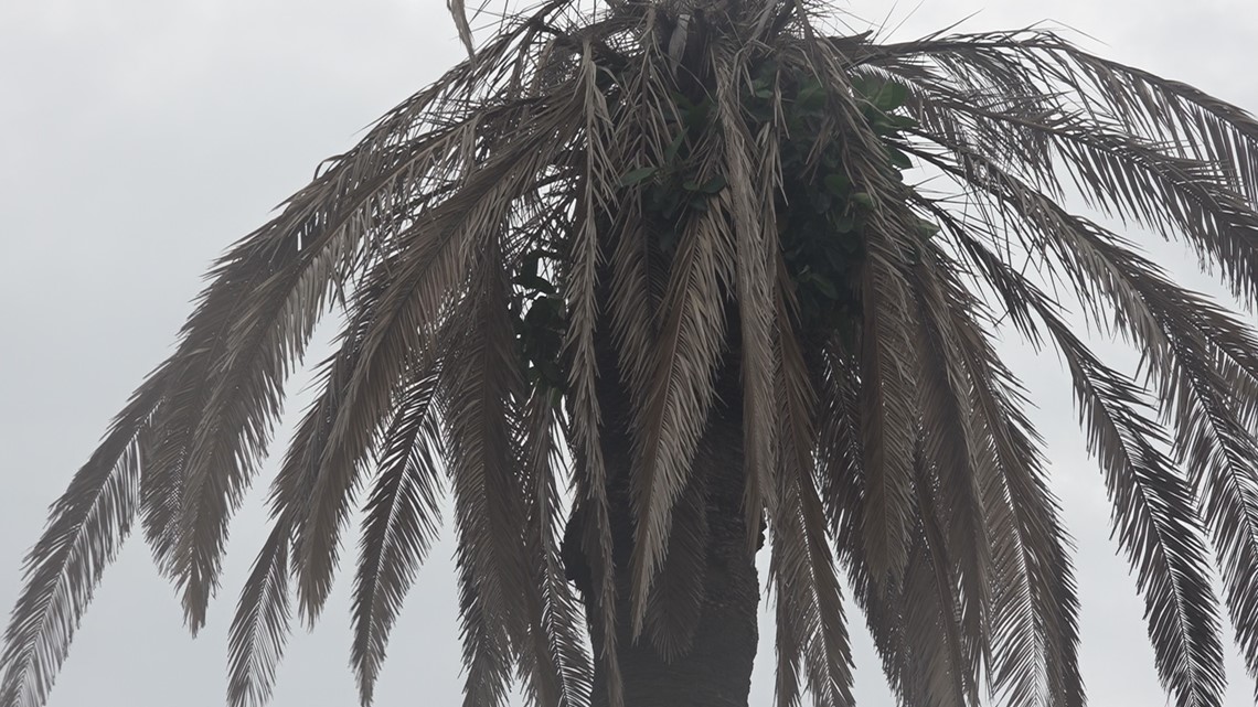 Brown palm trees could be infected with lethal bronzing disease