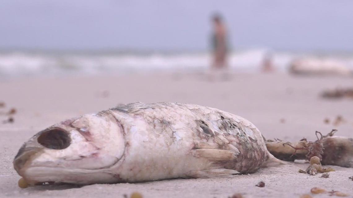 FGCU project proves removing dead fish can help reduce red tide in the Tampa Bay area