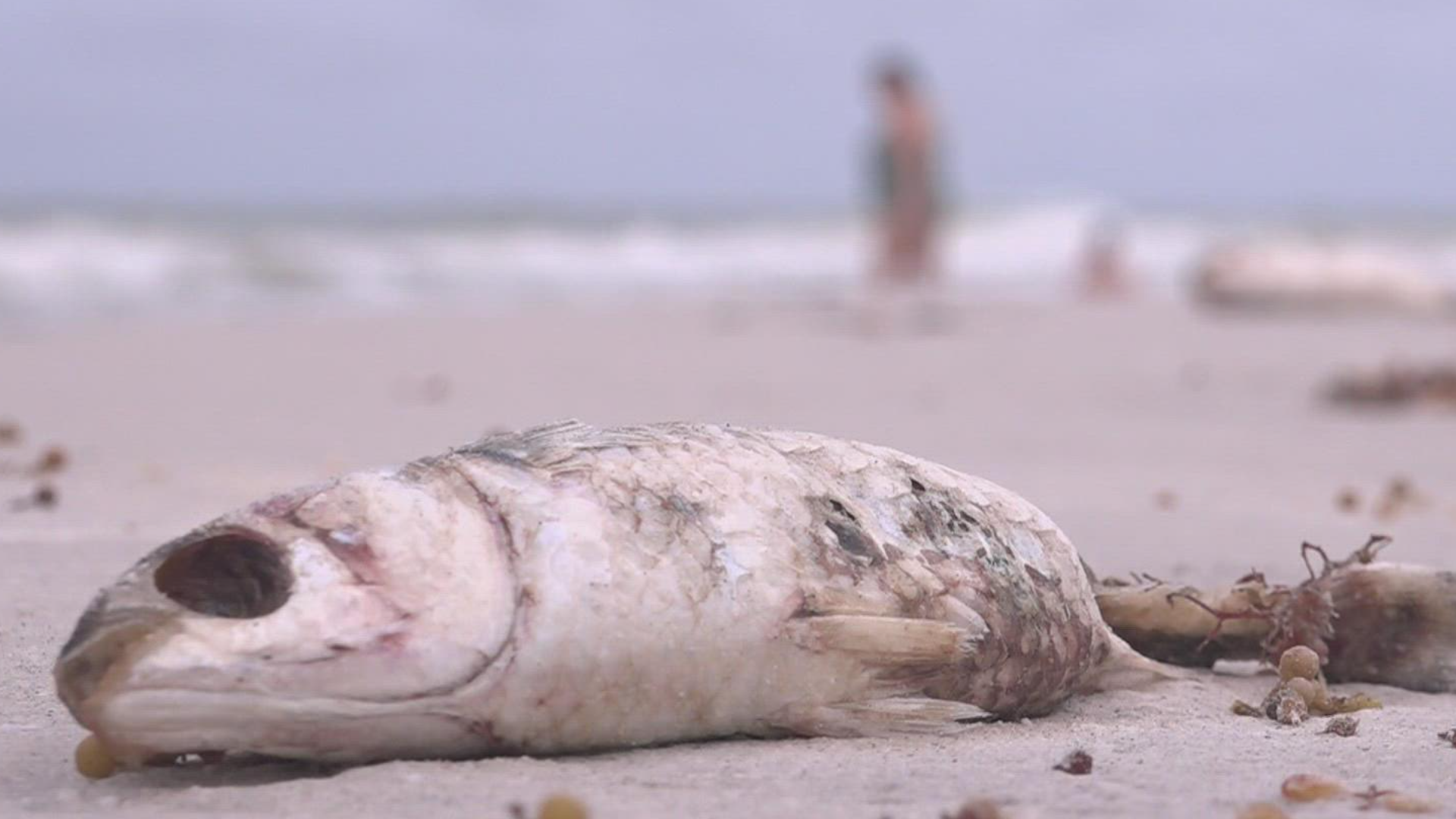 A study led by Florida Gulf Coast University measures the environmental and economic benefits of removing dead fish killed by red tide.