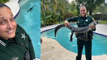 Pinellas County deputy plays lifeguard, kicks alligator out of pool