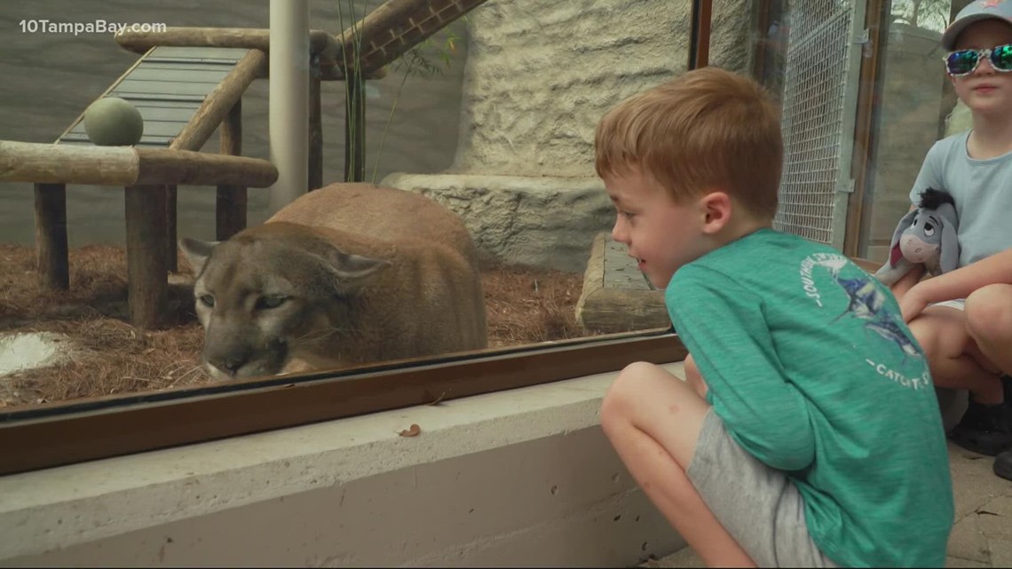 ZooTampa Opens New Viewing Areas For Native Florida Animals | Wtsp.com