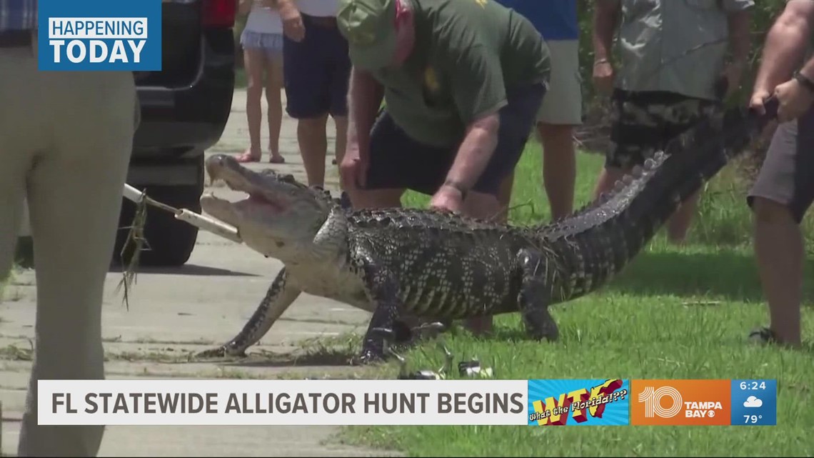 Statewide gator hunt kicks off Aug. 15