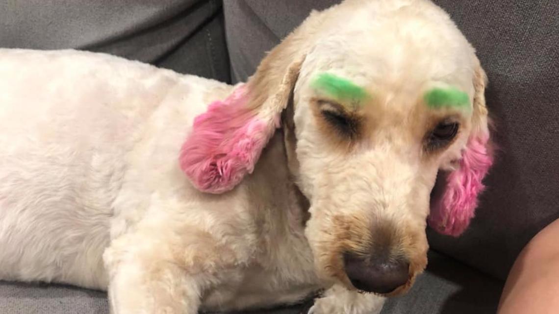 Florida woman's dog dyed green and pink by groomer