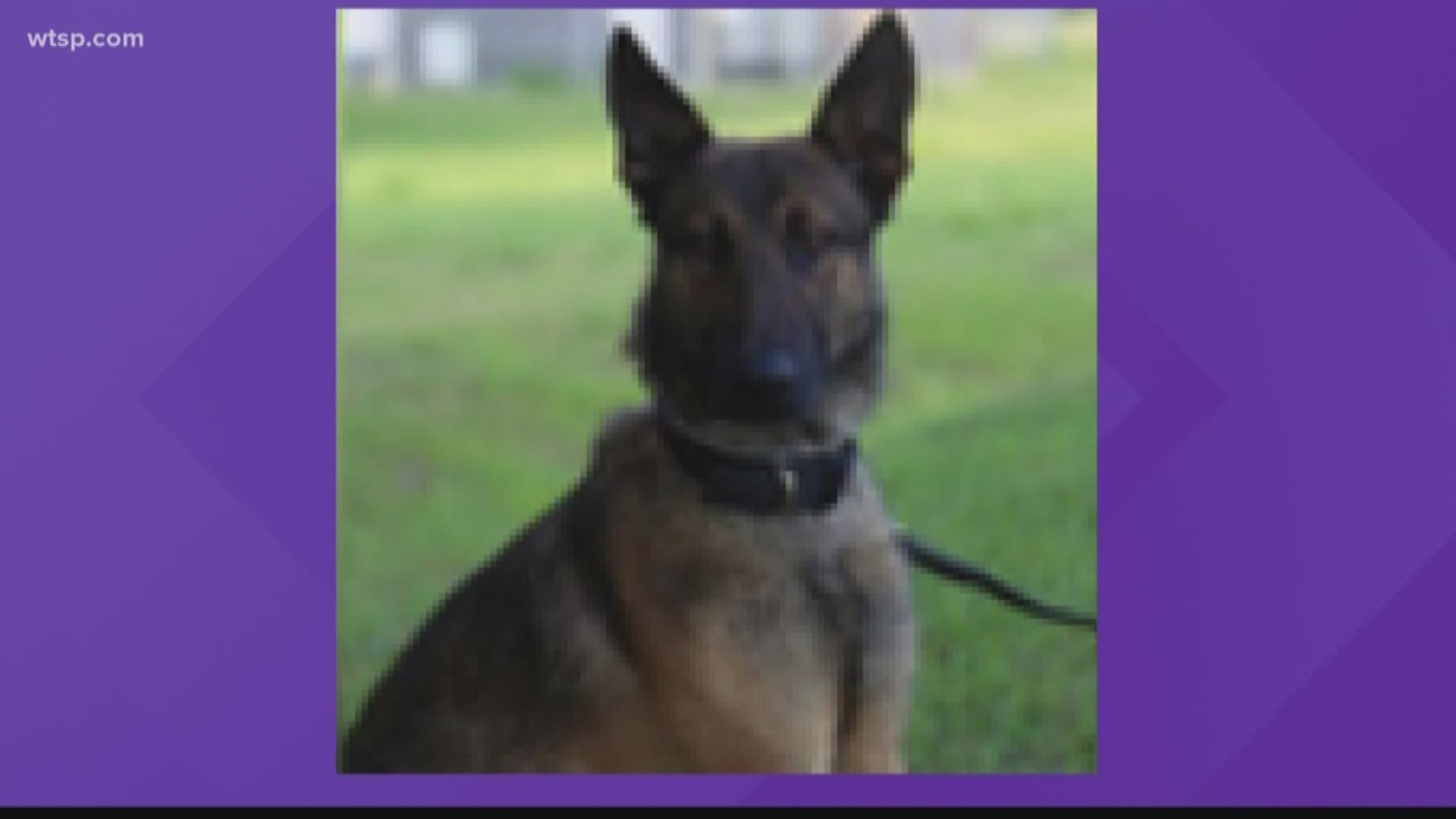 A Polk County deputy was forced to fatally shoot another deputy's K-9 after the dog clamped down on his hand and wouldn't let go Monday night, according to law enforcement.