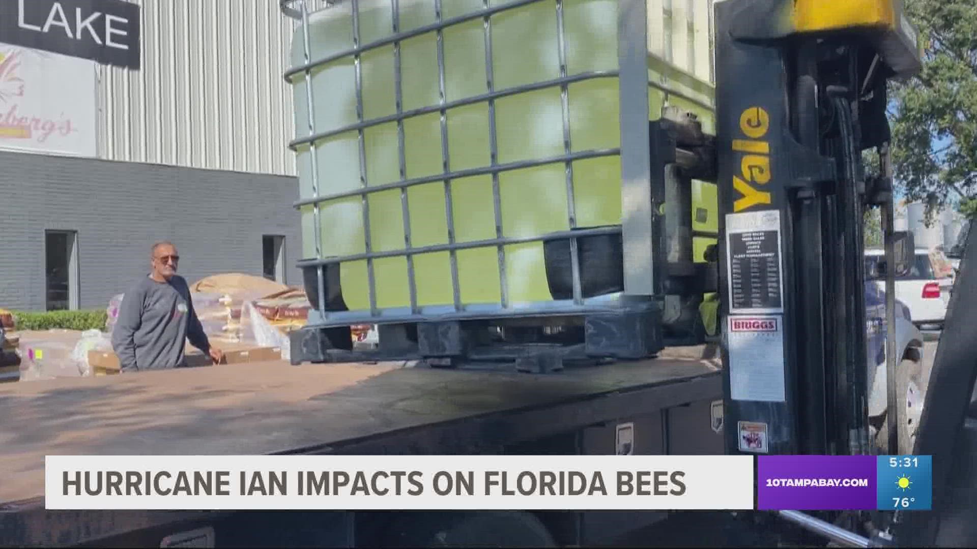 Tens of thousands of bee hives were destroyed by Hurricane Ian. Beekeepers are now racing the clock to help their surviving bees and raise new ones.