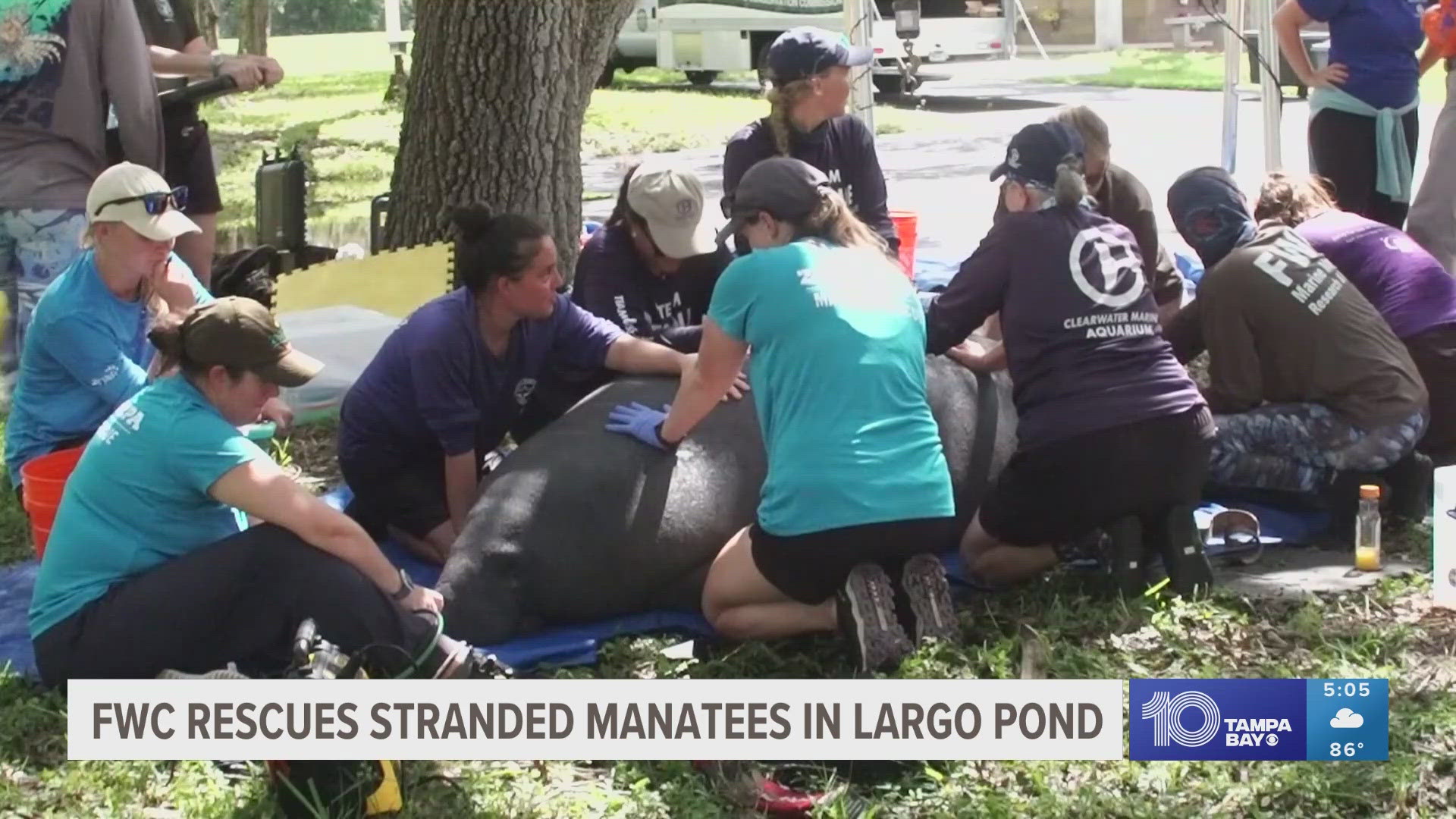 FWC said all the manatees were healthy enough to return to their natural habitat.