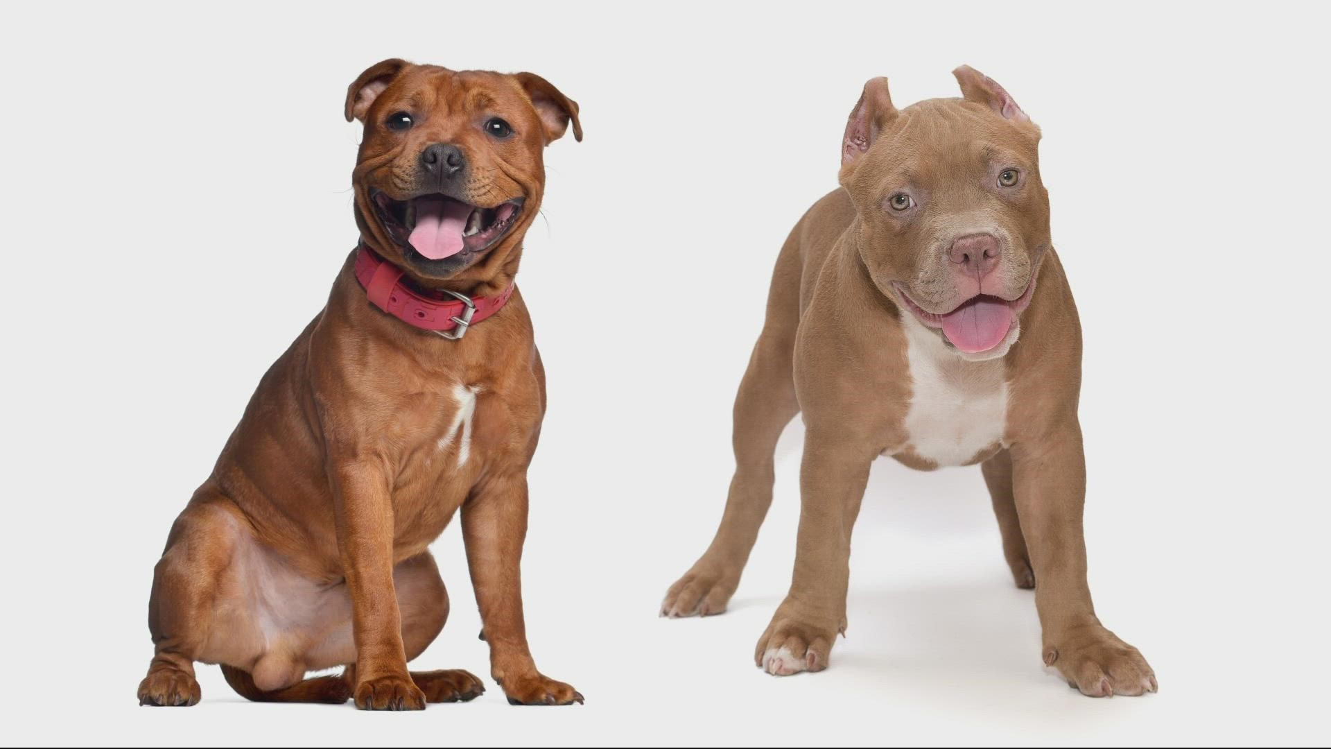 Florida could eliminate 'pit bull' bans