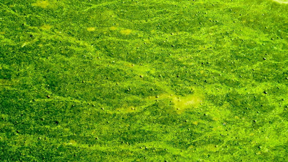 Health department warns of St. Pete blue-green algae bloom - Vimarsana News