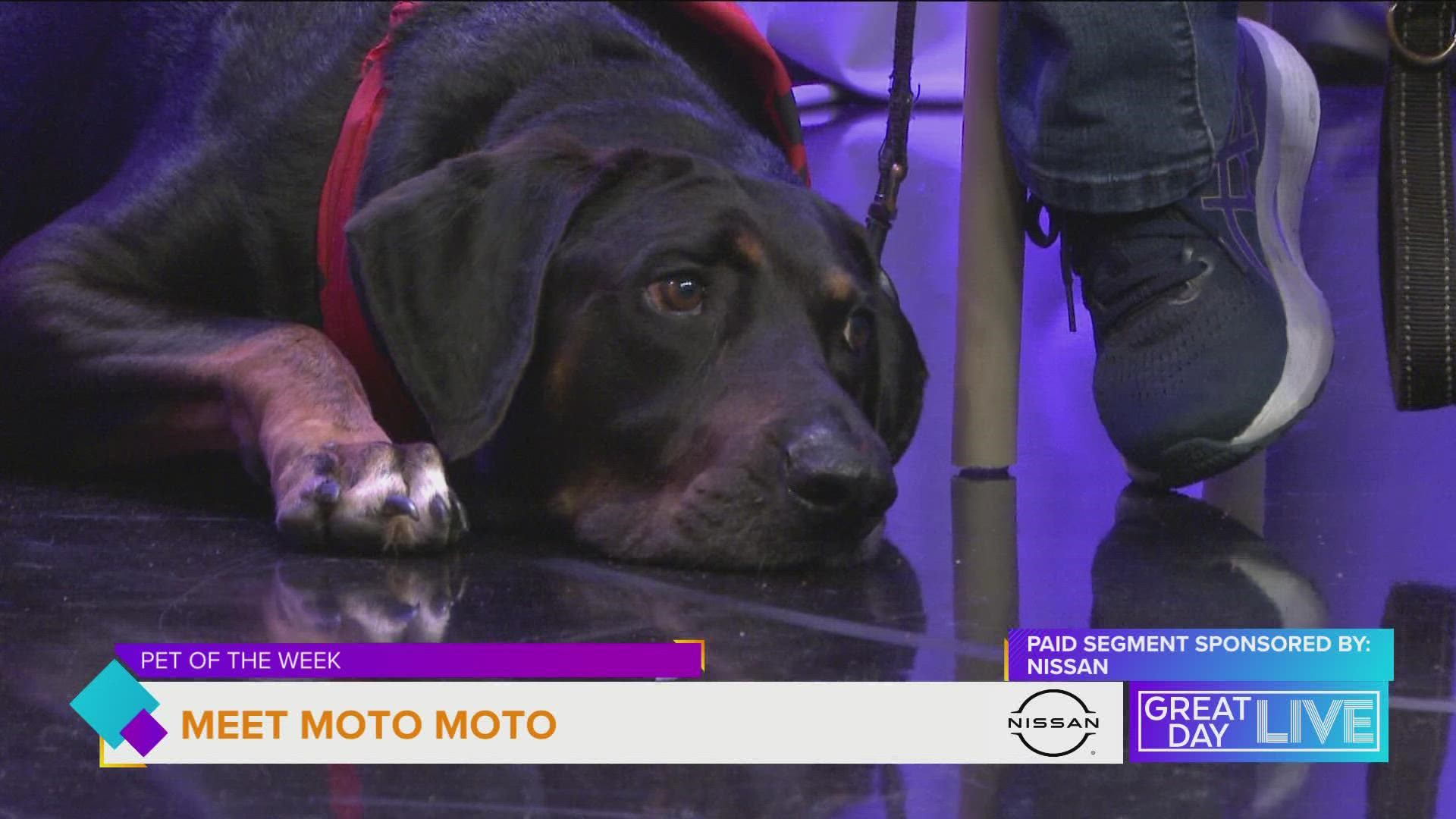 Pet of the Week: Moto