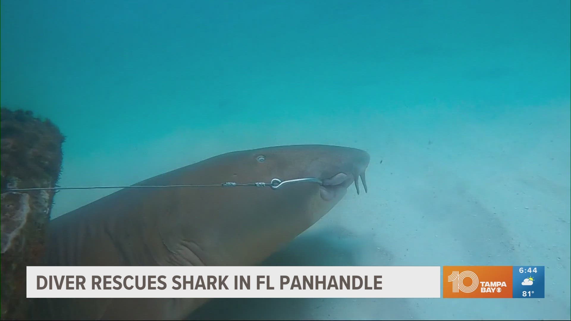 Divers rescue shark stuck on reef in Florida Panhandle