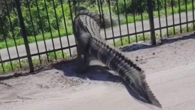 Massive alligator pries open metal fence