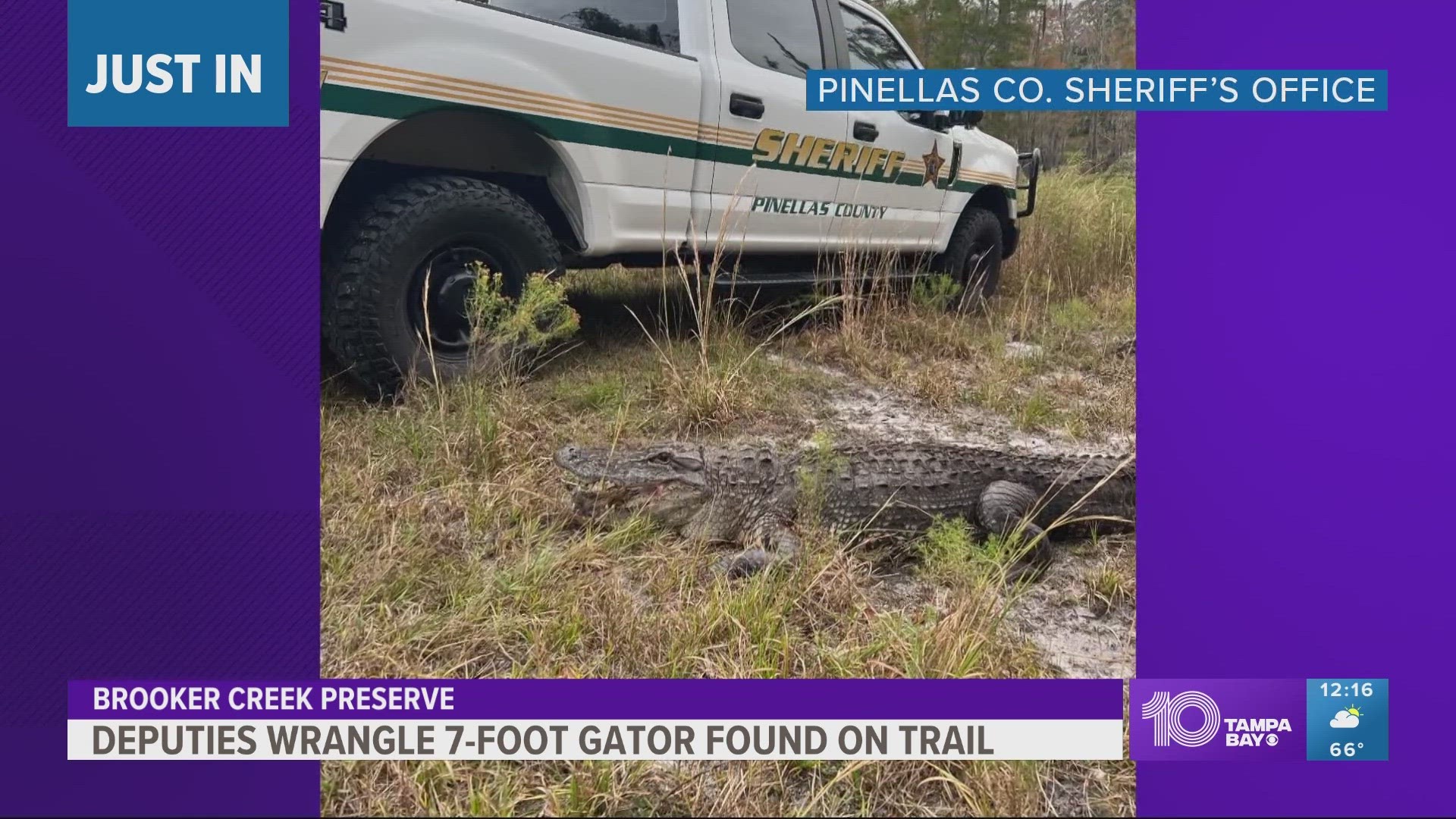Deputies moved the gator from a public hiking trail at Tarpon Springs.