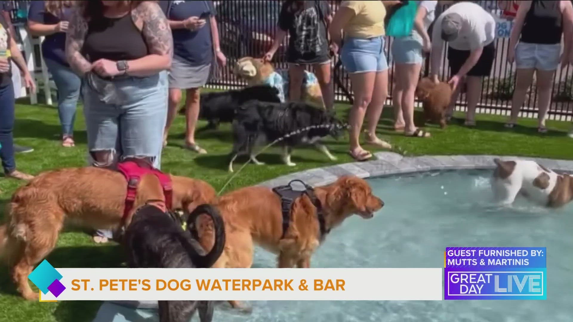 St. Pete’s first water park for dog’s and bar for their owners is now open. The owner of Mutt’s and Martini’s shares her inspiration for creating the new concept.