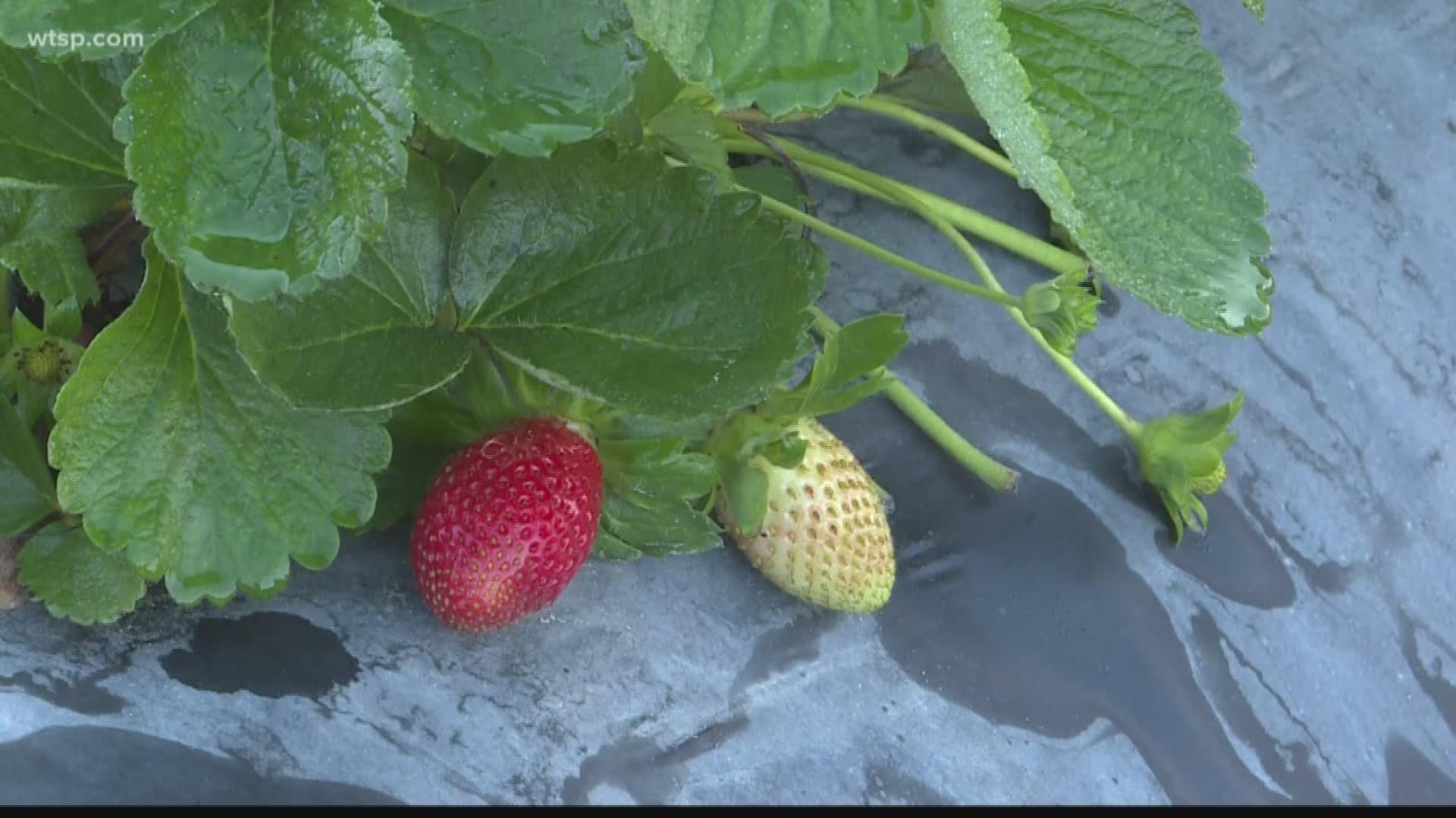 Farmers fight the frost to protect strawberry crops
