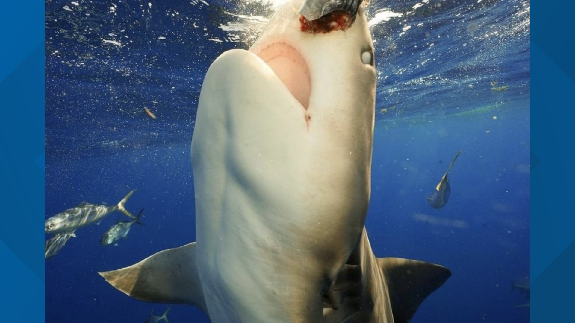 Diver takes up close photos of bull shark off coast of Jupiter FL ...