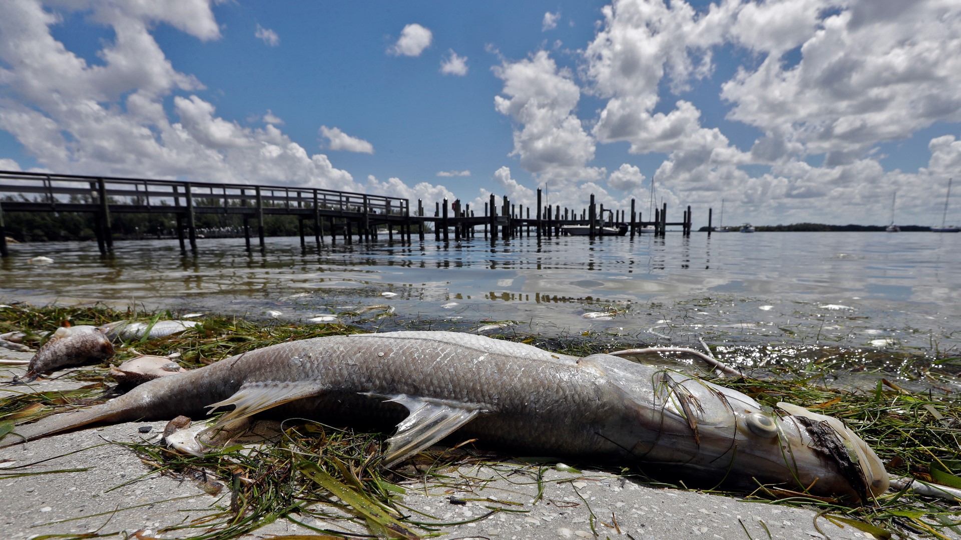 High levels of red tide persist off southwest Florida coast