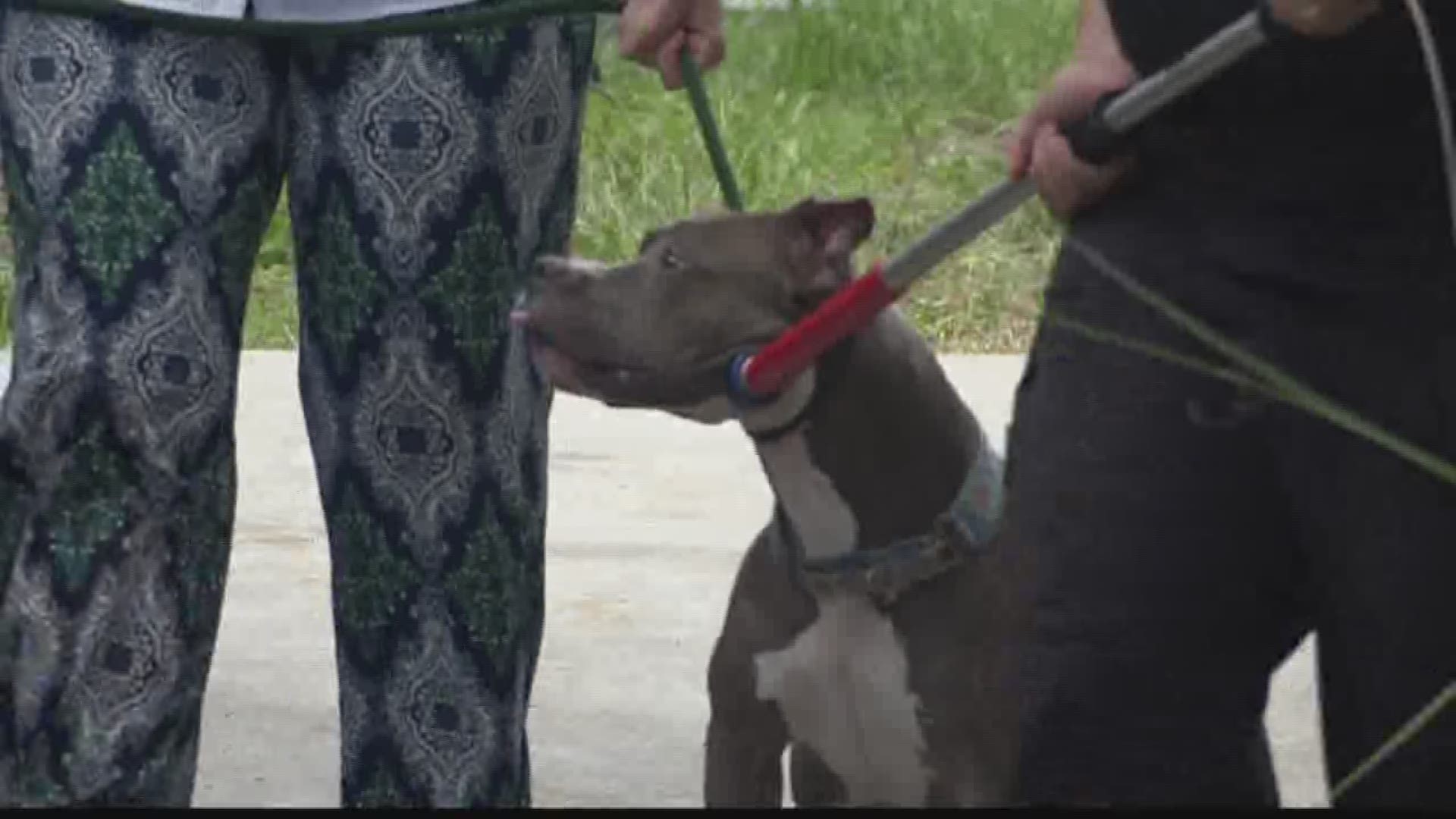 Pit bulls that attacked people in St. Pete to be euthanized | wtsp.com