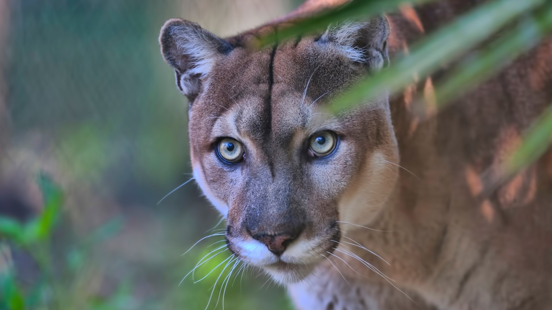 More Endangered Florida Panthers Found Dead | Wtsp.com