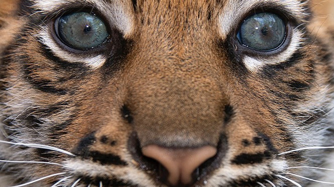 Baby Tiger Eyes