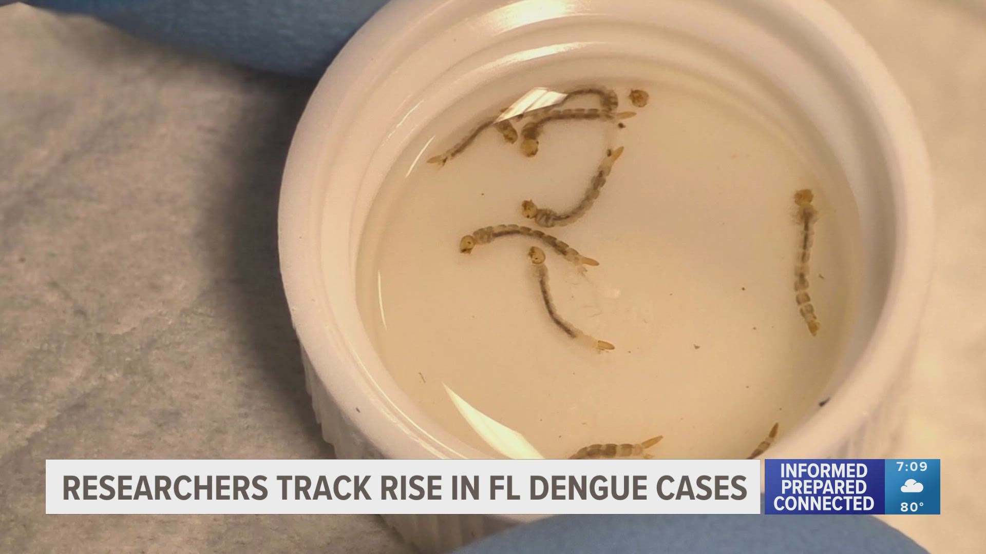 Between 2010 and 2024, Florida reported more than 3,800 travel-related dengue cases and more than 500 locally-acquired infections.