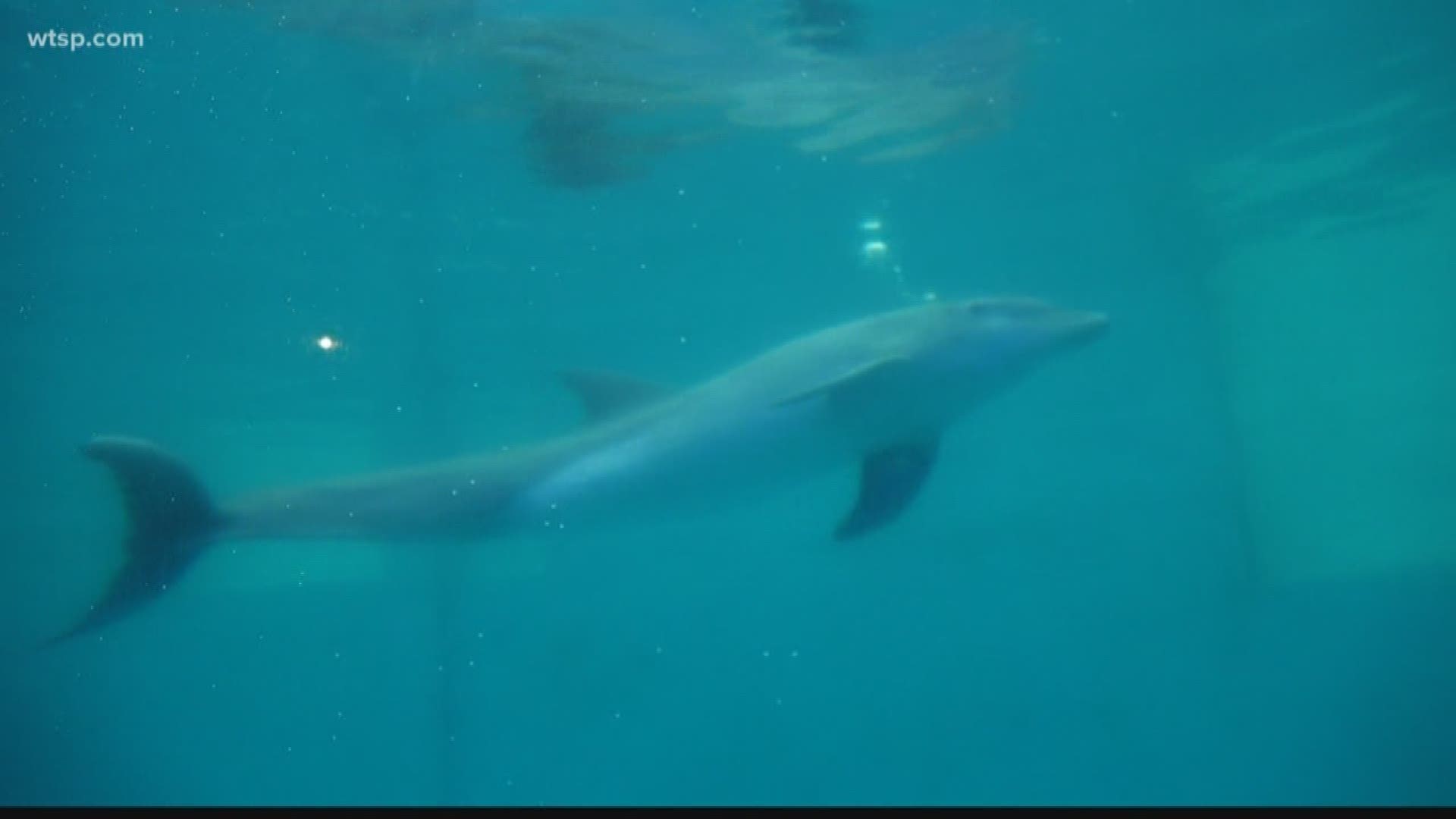 A special new resident is calling Clearwater Marine Aquarium home.

PJ is a rescued bottlenose dolphin that can’t be released back into the wild due to a handful of medical issues. She is partially deaf, blind and suffers from arthritis.