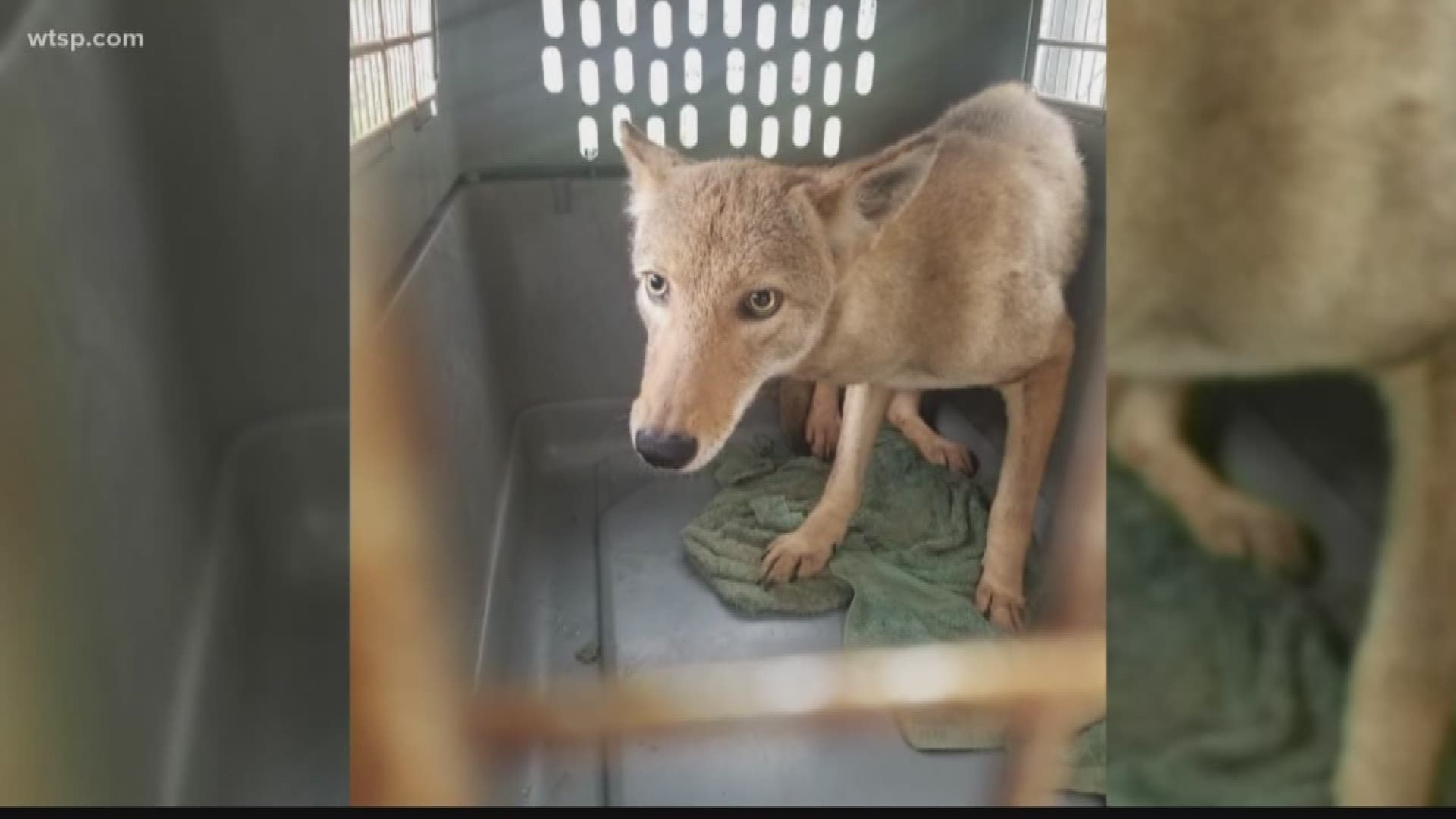 People in Venice said they’re seeing more coyotes than usual, and they don’t look so good.

Wildlife officials say an increased amount of development in the area is cutting down on the coyotes’ space to roam and access food, water and shelter.