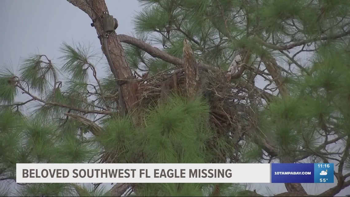 Beloved eagle Harriet missing from nest since Thursday
