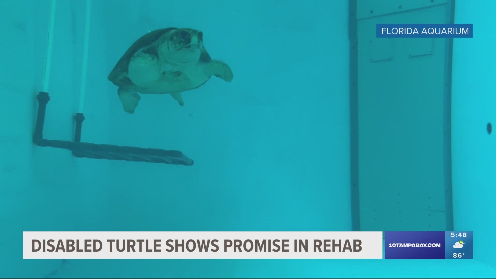 The 262-pound loggerhead turtle has been adapting to deep-water swimming despite missing 2 flippers.