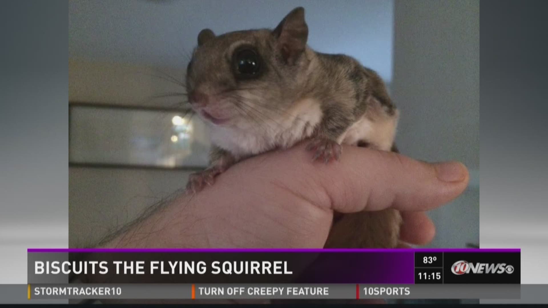 flying biscuit near me