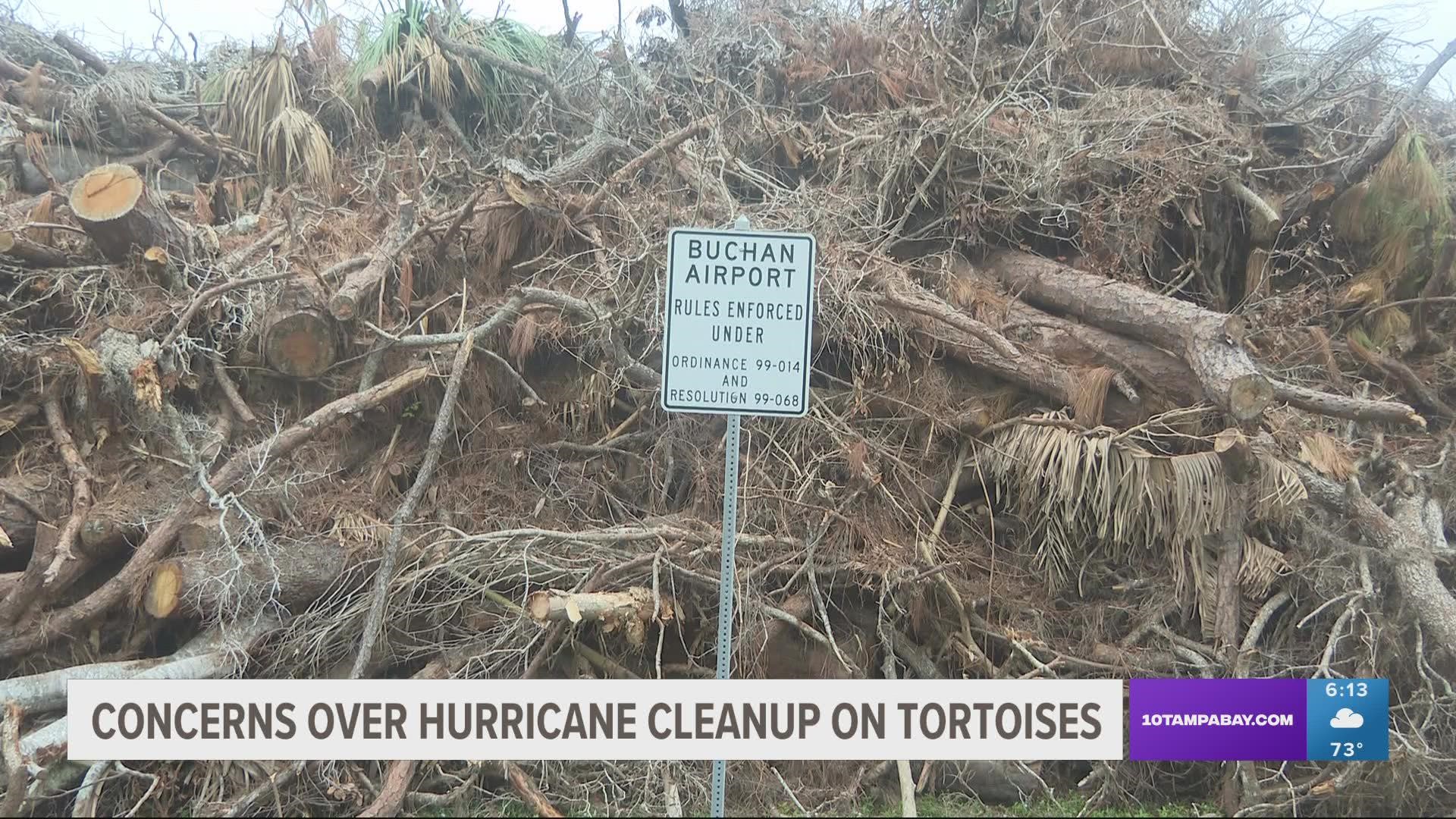 Neighbors in Englewood, Florida, say the debris pile is hindering the gopher tortoise population from eating, possibly starving them out.