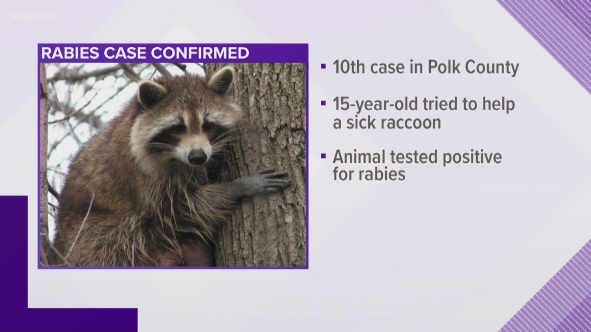It's the tenth rabies case in Polk County this year