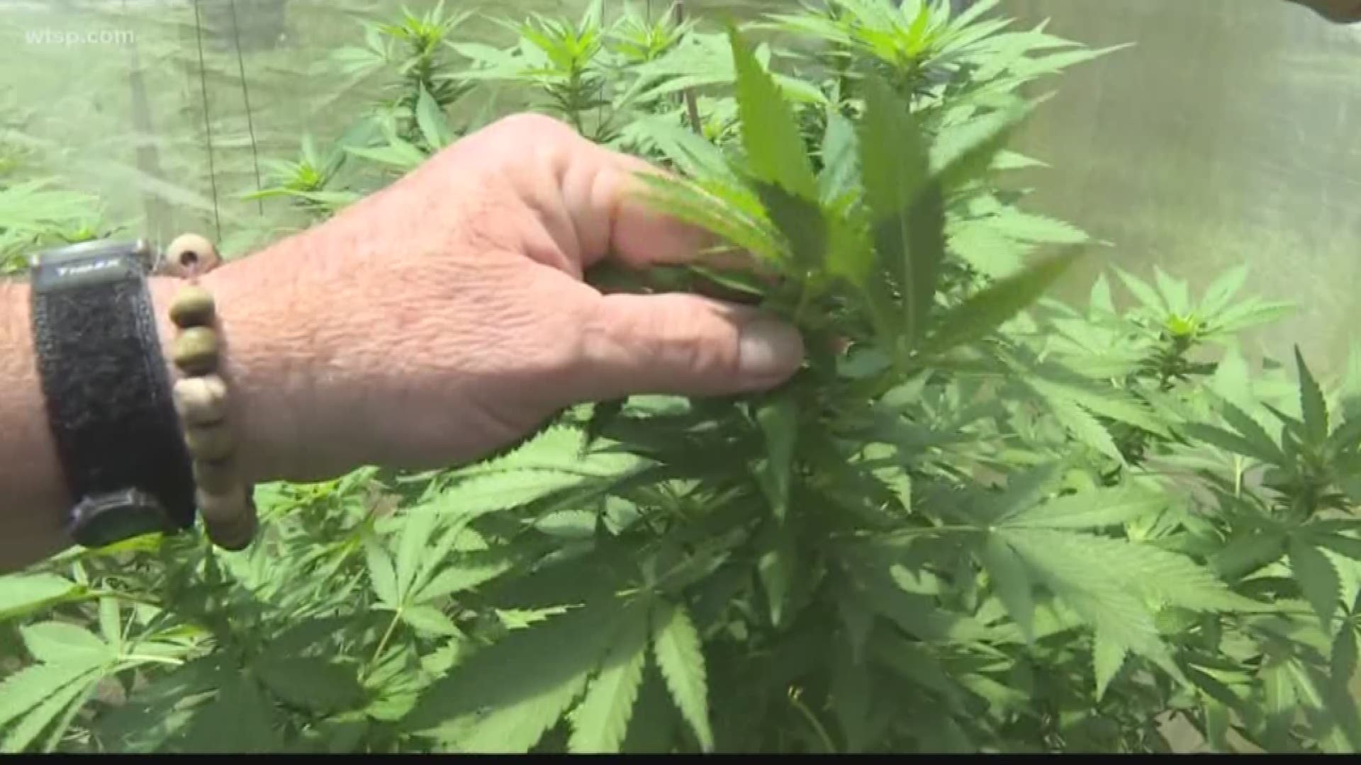 Multiple efforts are underway to make legalized recreational marijuana a key issue in Florida next year. 

There are a handful of organizations working to get the issue on the November 2020 ballot so Florida voters can have a say in the matter. 

Meanwhile, state lawmakers are considering their options to try and address the issue in the state legislature. https://on.wtsp.com/2P5jiqH
