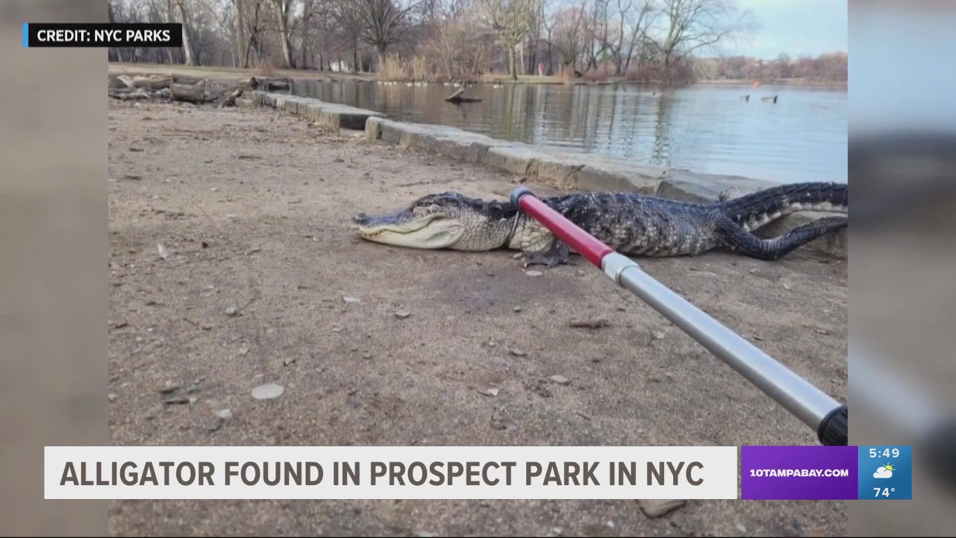 The gator was found "very lethargic and possibly cold-shocked" and was taken to the Bronx Zoo for rehabilitation.