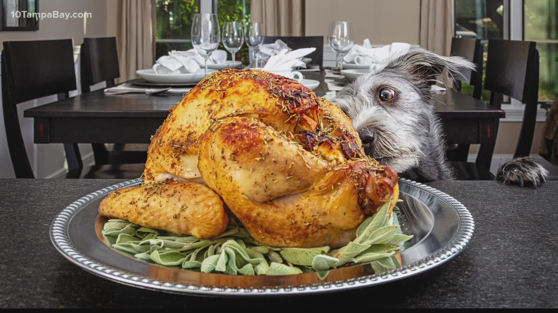 Much of the holiday meal is dangerous for pets because of fats, oils, spices, seasonings and other ingredients that can be toxic to them.