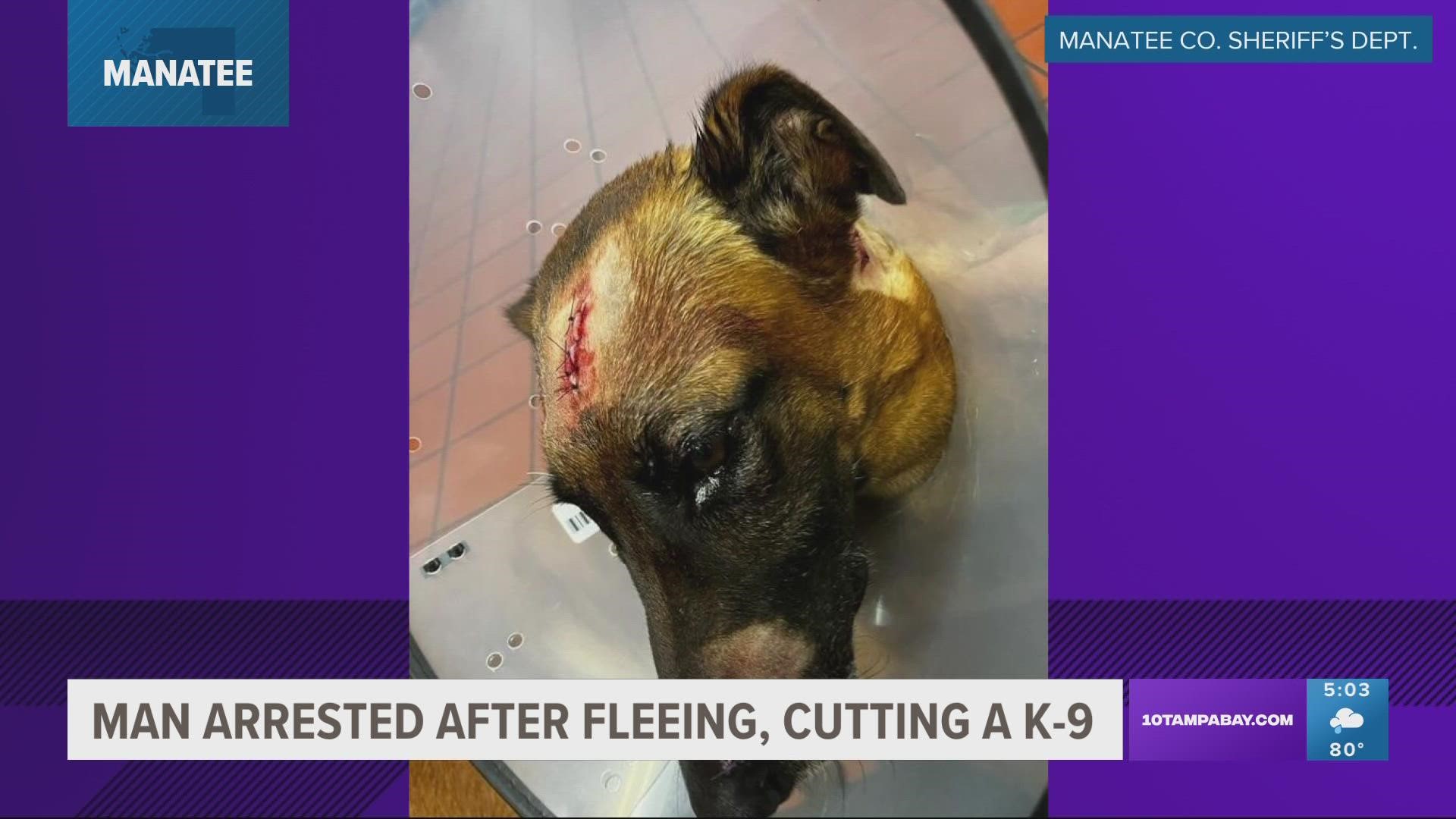 K-9 Loki received 12 stitches to his face and is expected to make a full recovery.