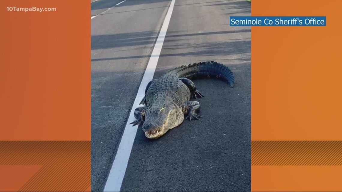 Massive alligator creates roadblock on SR-417 in Seminole County