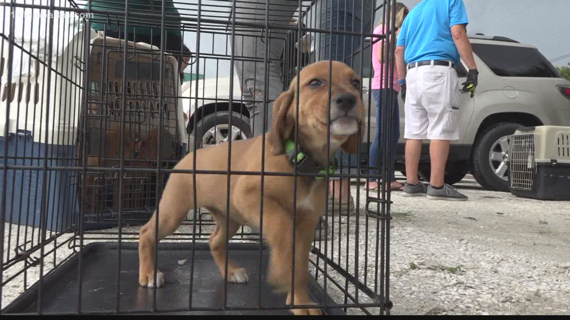 Compassion Kind is saving animals from areas hit by Hurricane Laura and they're shifting their efforts to areas affected by Hurricane Sally next.