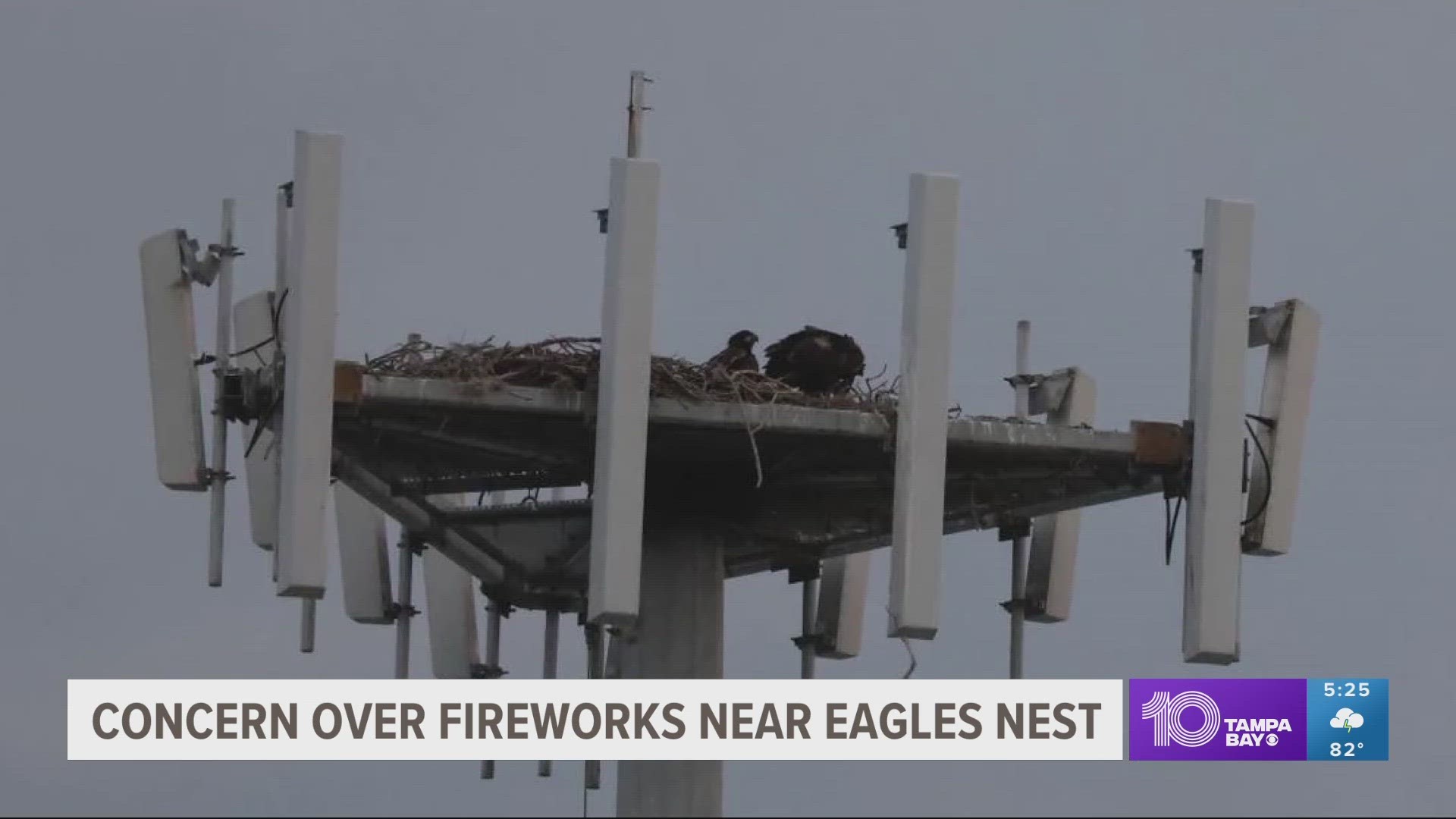 The Clearwater Threshers baseball team advertises fireworks displays following every Saturday home game. The problem? Eaglets are growing nearby.