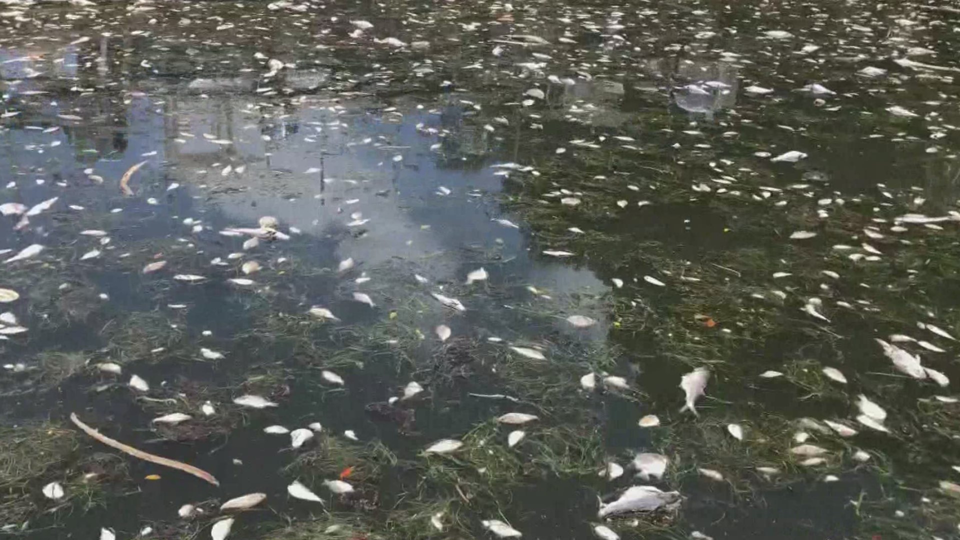 Parts of St. Petersburg are seeing some of the highest concentrations of red tide. More than 110 tons of dead sea life have been picked up so far there.