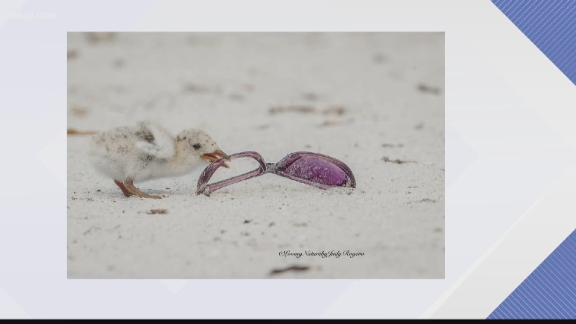 Heartbreaking photos from a nature photographer illustrate why it's so important to keep the beaches clean.

Judy Rogero captured devastating images of birds putting plastic in their beaks. Her photographs showed baby skimmers chewing on plastic toys and sunglasses, as well as a pelican trying to swallow a fish that is covered in plastic netting or fishing line. https://on.wtsp.com/2NGMALj