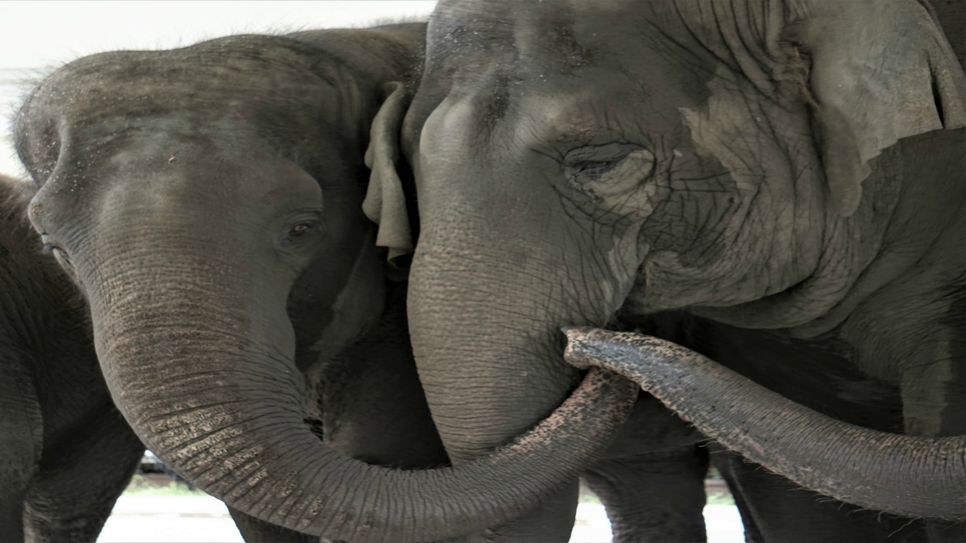 Elephants to be released in northeastern Florida refuge