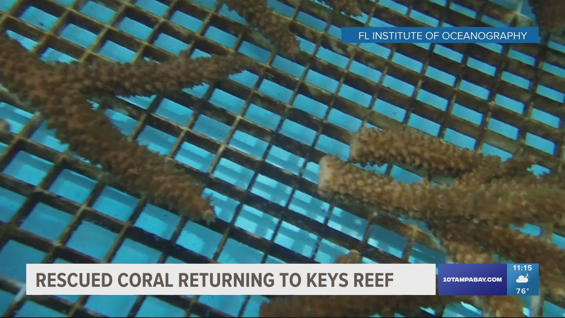 Florida Institue of Oceanography housed more than 5,000 rescued corals for three months due to unprecedented water temperatures.