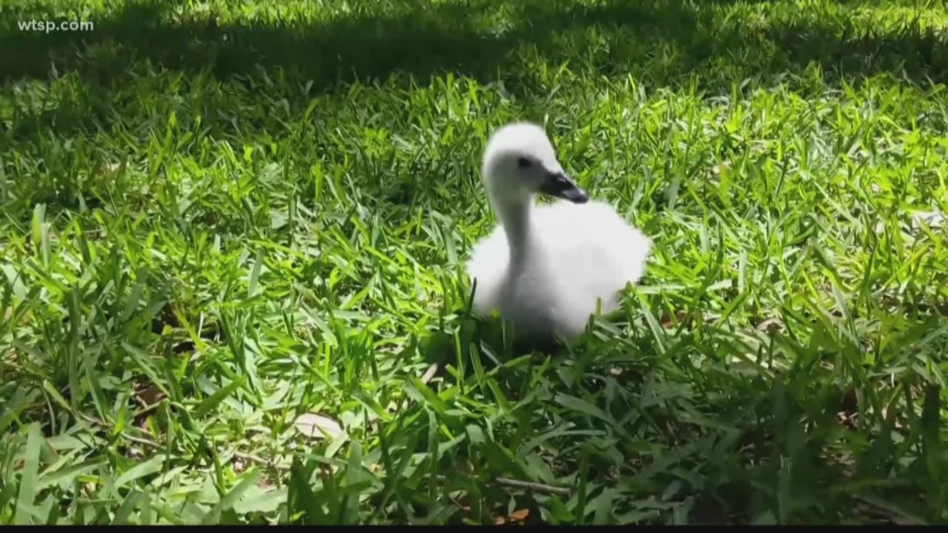 A rare and expensive baby black neck swan is missing from Lakeland, and city officials want to know where it is.

Lakeland city officials said the swan was not in its pen Thursday morning when they went to check on it. 

The baby bird was the first black neck swan successfully hatched in an incubator, city officials said. City officials said they think the swan was stolen.