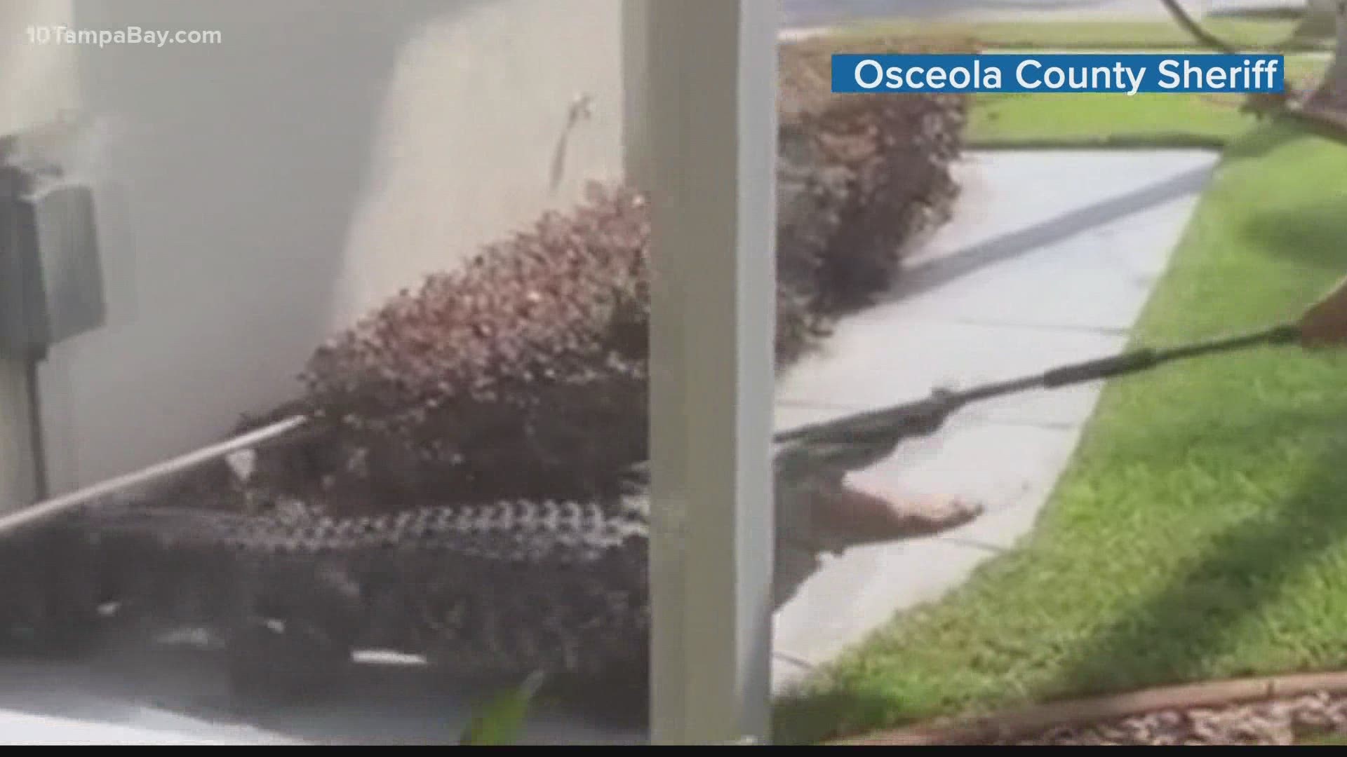 The Osceola County Sheriff's Office says the massive reptile put up a good fight but was able to be taken into custody.