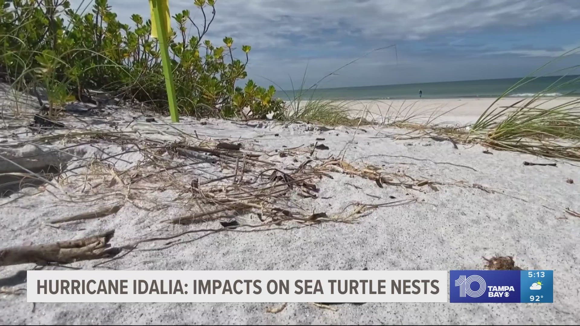 Sea turtle hatching season runs through late October. This year, many hatchlings made it to the water early thanks to record summer temperatures.